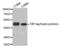 TAP Tag antibody, abx005588, Abbexa, Western Blot image 