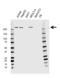 Spectrin Beta, Non-Erythrocytic 1 antibody, VMA00514, Bio-Rad (formerly AbD Serotec) , Western Blot image 