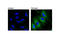 Tubulin Alpha 1b antibody, 35652S, Cell Signaling Technology, Immunocytochemistry image 