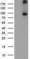 FGFR-2 antibody, TA503137, Origene, Western Blot image 