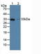 Ficolin 1 antibody, LS-C293935, Lifespan Biosciences, Western Blot image 