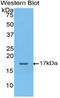 HIF1-alpha antibody, LS-C300269, Lifespan Biosciences, Western Blot image 