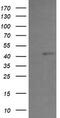 PHD Finger Protein 7 antibody, TA505118S, Origene, Western Blot image 