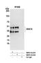 Sorting Nexin 16 antibody, NBP2-61226, Novus Biologicals, Western Blot image 