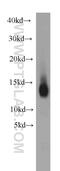 NADH:Ubiquinone Oxidoreductase Subunit B2 antibody, 17614-1-AP, Proteintech Group, Western Blot image 