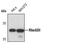 Rho GDP Dissociation Inhibitor Alpha antibody, PA5-17475, Invitrogen Antibodies, Western Blot image 