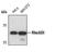 Rho GDP Dissociation Inhibitor Alpha antibody, PA5-17475, Invitrogen Antibodies, Western Blot image 