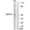 Ubiquitin Family Domain Containing 1 antibody, PA5-50156, Invitrogen Antibodies, Western Blot image 
