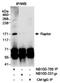 Regulatory Associated Protein Of MTOR Complex 1 antibody, NB100-766, Novus Biologicals, Immunoprecipitation image 