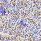 GA Binding Protein Transcription Factor Subunit Beta 1 antibody, LS-C346138, Lifespan Biosciences, Immunohistochemistry frozen image 