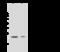 Immunoglobulin Lambda Like Polypeptide 1 antibody, 106896-T32, Sino Biological, Western Blot image 