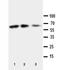 C-X3-C Motif Chemokine Ligand 1 antibody, orb27538, Biorbyt, Western Blot image 