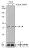 Acyl-CoA Synthetase Long Chain Family Member 4 antibody, GTX114399, GeneTex, Western Blot image 