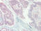 C-X-C Motif Chemokine Ligand 16 antibody, XP-5117, ProSci, Immunohistochemistry frozen image 