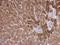 SREBF Chaperone antibody, NBP2-15127, Novus Biologicals, Immunohistochemistry paraffin image 