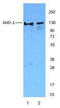WD Repeat And HMG-Box DNA Binding Protein 1 antibody, LS-B1656, Lifespan Biosciences, Western Blot image 