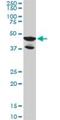 LIM Domain Binding 2 antibody, H00009079-M02, Novus Biologicals, Western Blot image 