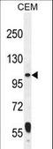 Leucyl-TRNA Synthetase 2, Mitochondrial antibody, LS-C165690, Lifespan Biosciences, Western Blot image 