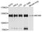 Melanoma Cell Adhesion Molecule antibody, A1962, ABclonal Technology, Western Blot image 