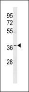 Olfactory Receptor Family 5 Subfamily W Member 2 antibody, 60-688, ProSci, Western Blot image 