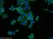 KH-Type Splicing Regulatory Protein antibody, 55409-1-AP, Proteintech Group, Immunofluorescence image 