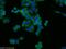 Far upstream element-binding protein 2 antibody, 55409-1-AP, Proteintech Group, Immunofluorescence image 