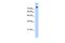 PHD Finger Protein 20 antibody, PA5-41151, Invitrogen Antibodies, Western Blot image 