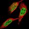 Zinc Finger And SCAN Domain Containing 20 antibody, NBP1-87830, Novus Biologicals, Immunocytochemistry image 