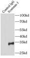 Syndecan Binding Protein antibody, FNab08458, FineTest, Immunoprecipitation image 