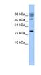 FUN14 Domain Containing 1 antibody, NBP1-56430, Novus Biologicals, Western Blot image 