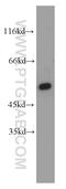 Cleavage And Polyadenylation Specific Factor 7 antibody, 55195-1-AP, Proteintech Group, Western Blot image 