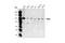 Mitogen-Activated Protein Kinase 6 antibody, 4067S, Cell Signaling Technology, Western Blot image 