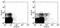 Killer cell lectin-like receptor 7 antibody, 12-5885-82, Invitrogen Antibodies, Flow Cytometry image 