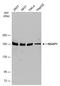 IQ Motif Containing GTPase Activating Protein 1 antibody, PA5-78262, Invitrogen Antibodies, Western Blot image 