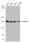 IQ Motif Containing GTPase Activating Protein 1 antibody, PA5-78262, Invitrogen Antibodies, Western Blot image 