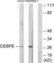 CCAAT Enhancer Binding Protein Delta antibody, LS-C118908, Lifespan Biosciences, Western Blot image 