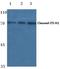 NEDD4 E3 Ubiquitin Protein Ligase antibody, A00984, Boster Biological Technology, Immunohistochemistry paraffin image 