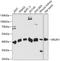 ER Lipid Raft Associated 1 antibody, 15-759, ProSci, Western Blot image 