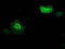 Zinc Finger AN1-Type Containing 2B antibody, TA502397, Origene, Immunofluorescence image 