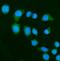 DAP1 antibody, A02756-3, Boster Biological Technology, Immunofluorescence image 