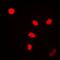 Flap Structure-Specific Endonuclease 1 antibody, orb213924, Biorbyt, Immunofluorescence image 