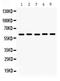 Monoamine Oxidase A antibody, PB9664, Boster Biological Technology, Western Blot image 