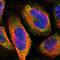 Ring Finger Protein 180 antibody, NBP1-86127, Novus Biologicals, Immunofluorescence image 
