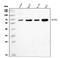 REST Corepressor 1 antibody, A02799-3, Boster Biological Technology, Western Blot image 
