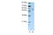 Seryl-TRNA Synthetase antibody, 29-381, ProSci, Western Blot image 