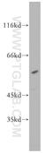 Serine/Threonine Kinase 38 antibody, 11105-1-AP, Proteintech Group, Western Blot image 