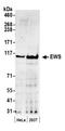 EWS RNA Binding Protein 1 antibody, A300-416A, Bethyl Labs, Western Blot image 
