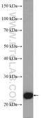 RAN, Member RAS Oncogene Family antibody, 10469-1-AP, Proteintech Group, Western Blot image 