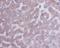 Keratin 8 antibody, M01421-2, Boster Biological Technology, Immunohistochemistry frozen image 