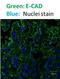 Cadherin 1 antibody, NBP2-19051, Novus Biologicals, Immunofluorescence image 